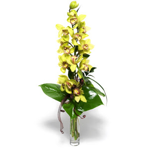  Gaziantep online iek gnderme sipari  cam vazo ierisinde tek dal canli orkide