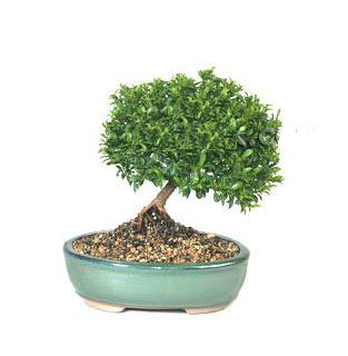 ithal bonsai saksi iegi  Gaziantep iek yolla 