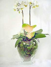  Gaziantep anneler gn iek yolla  Cam yada mika vazoda zel orkideler