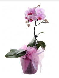 1 dal pembe orkide saks iei  Gaziantep iek siparii sitesi 
