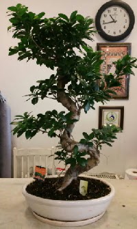 100 cm yksekliinde dev bonsai japon aac  Gaziantep online iek gnderme sipari 