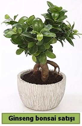 Ginseng bonsai japon aac sat  Gaziantep 14 ubat sevgililer gn iek 