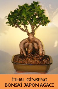 thal japon aac ginseng bonsai sat  Gaziantep online iek gnderme sipari 