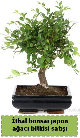 thal bonsai saks iei Japon aac sat  Gaziantep online iek gnderme sipari 