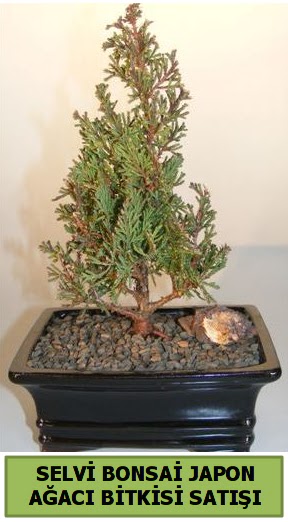 Selvi am japon aac bitkisi bonsai  Gaziantep 14 ubat sevgililer gn iek 