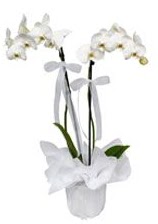 2 dall beyaz orkide  Gaziantep internetten iek sat 