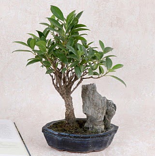 Japon aac Evergreen Ficus Bonsai  Gaziantep cicek , cicekci 