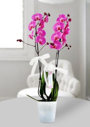 ift dall mor orkide  Gaziantep yurtii ve yurtd iek siparii 