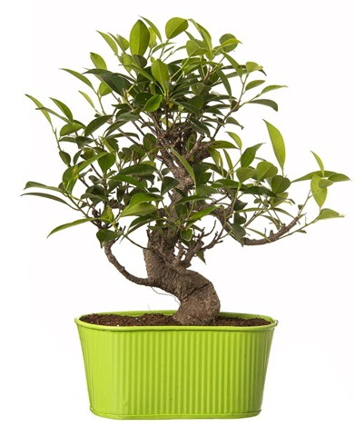 Ficus S gvdeli muhteem bonsai  Gaziantep kaliteli taze ve ucuz iekler 