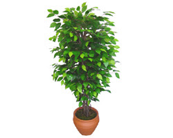 Ficus Benjamin 1,50 cm   Gaziantep iek sat 