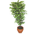 Ficus zel Starlight 1,75 cm   Gaziantep iek gnderme sitemiz gvenlidir 