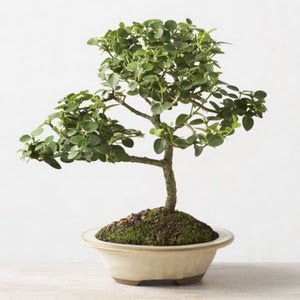 ithal bonsai saksi iegi  Gaziantep ucuz iek gnder 