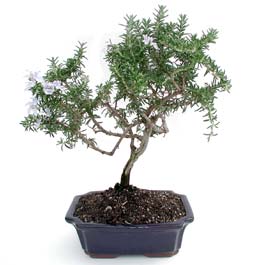 ithal bonsai saksi iegi  Gaziantep 14 ubat sevgililer gn iek 