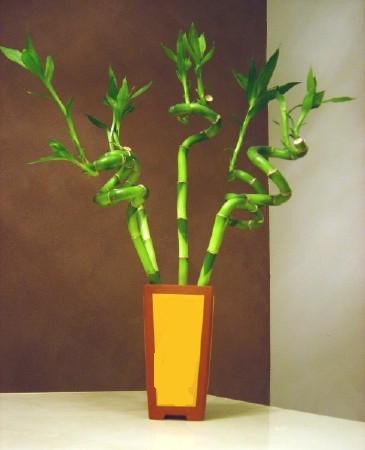 Lucky Bamboo 5 adet vazo ierisinde  Gaziantep gvenli kaliteli hzl iek 