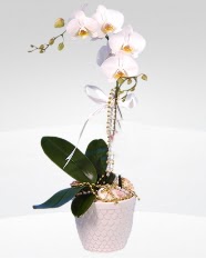 1 dall orkide saks iei  Gaziantep internetten iek siparii 