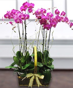 4 dall mor orkide  Gaziantep internetten iek sat 
