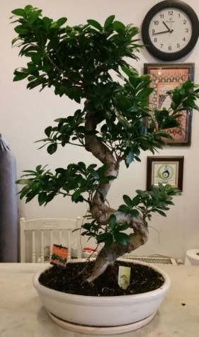 100 cm yksekliinde dev bonsai japon aac  Gaziantep online iek gnderme sipari 