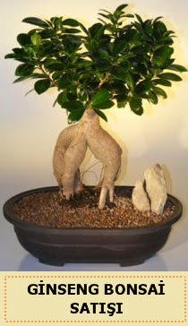 thal Ginseng bonsai sat japon aac  Gaziantep kaliteli taze ve ucuz iekler 