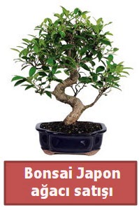 Japon aac bonsai sat  Gaziantep kaliteli taze ve ucuz iekler 