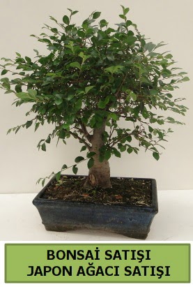 Minyatr bonsai japon aac sat  Gaziantep cicek , cicekci 