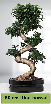 80 cm zel saksda bonsai bitkisi  Gaziantep 14 ubat sevgililer gn iek 