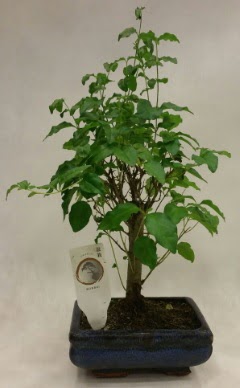 Minyatr bonsai japon aac sat  Gaziantep 14 ubat sevgililer gn iek 