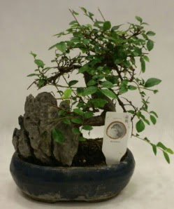 thal 1.ci kalite bonsai japon aac  Gaziantep anneler gn iek yolla 