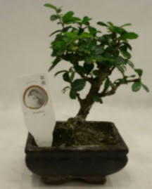 Kk minyatr bonsai japon aac  Gaziantep uluslararas iek gnderme 