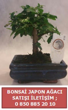 Japon aac minyar bonsai sat  Gaziantep anneler gn iek yolla 