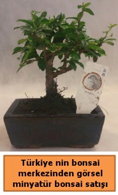 Japon aac bonsai sat ithal grsel  Gaziantep cicekciler , cicek siparisi 