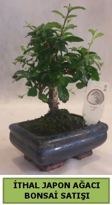 thal japon aac bonsai bitkisi sat  Gaziantep 14 ubat sevgililer gn iek 