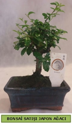 Minyatr bonsai aac sat  Gaziantep uluslararas iek gnderme 