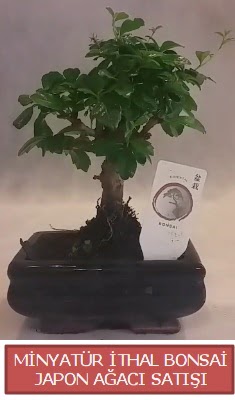 Kk grsel bonsai japon aac bitkisi  Gaziantep hediye sevgilime hediye iek 