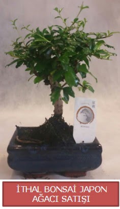 thal kk boy minyatr bonsai aa bitkisi  Gaziantep 14 ubat sevgililer gn iek 