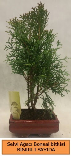 Selvi aac bonsai japon aac bitkisi  Gaziantep anneler gn iek yolla 