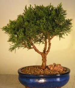 Servi am bonsai japon aac bitkisi  Gaziantep cicekciler , cicek siparisi 