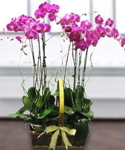 7 dall mor lila orkide  Gaziantep cicek , cicekci 