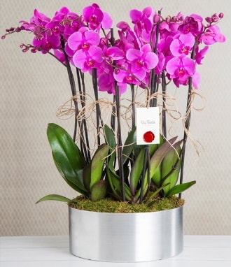 11 dall mor orkide metal vazoda  Gaziantep cicek , cicekci 