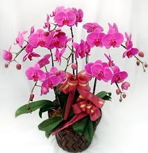 Sepet ierisinde 5 dall lila orkide  Gaziantep iek online iek siparii 