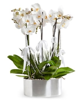 Be dall metal saksda beyaz orkide  Gaziantep cicekciler , cicek siparisi 