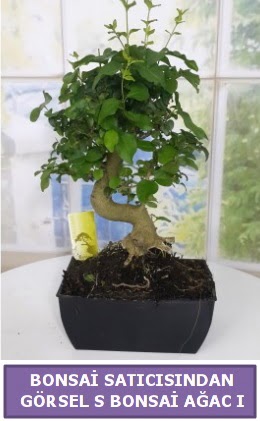 S dal erilii bonsai japon aac  Gaziantep anneler gn iek yolla 