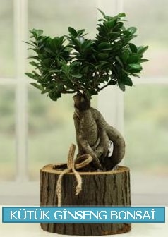 Ktk aa ierisinde ginseng bonsai  Gaziantep cicek , cicekci 