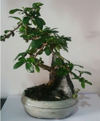 S eklinde ithal bonsai aac  Gaziantep cicekciler , cicek siparisi 
