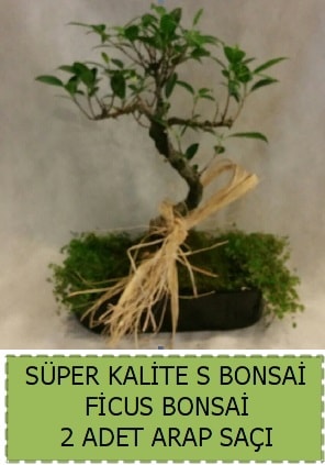 Ficus S Bonsai ve arap sa  Gaziantep 14 ubat sevgililer gn iek 