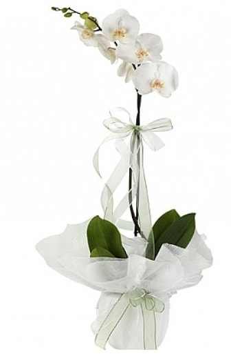 Tekli Beyaz Orkide  Gaziantep iek servisi , ieki adresleri 