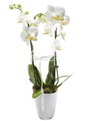 2 dall beyaz seramik beyaz orkide sakss  Gaziantep cicek , cicekci 