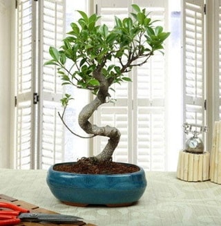 Amazing Bonsai Ficus S thal  Gaziantep online ieki , iek siparii 