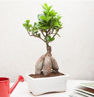 Exotic Ficus Bonsai ginseng  Gaziantep hediye iek yolla 