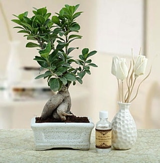 Ginseng ficus bonsai  Gaziantep yurtii ve yurtd iek siparii 