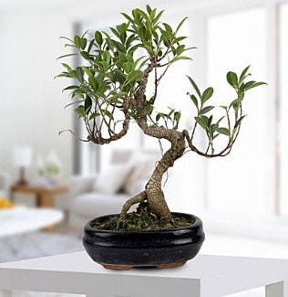 Gorgeous Ficus S shaped japon bonsai  Gaziantep iekiler 